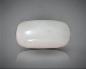 Natural White Coral ( Safed Mooga) Certified 8.10 CTS. ( 91531 )